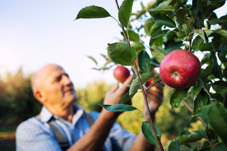 Organic vs Regular Apples – What’s the Difference?